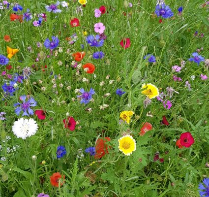 Blumenwiese